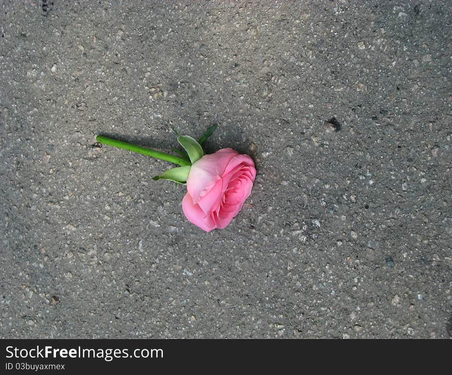 Rose thrown on the asphalt