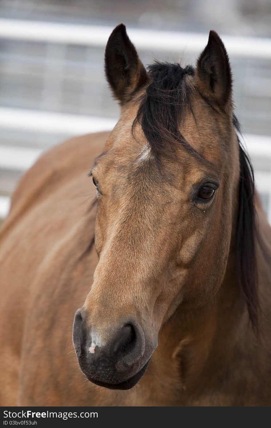 Closeup detailed portrait of a horse. Closeup detailed portrait of a horse