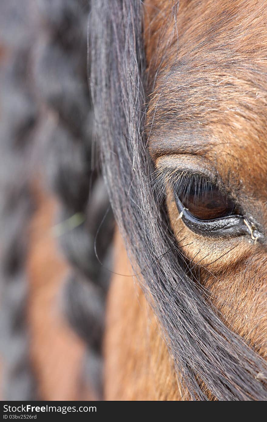 Closeup detailed portrait of a horse. Closeup detailed portrait of a horse