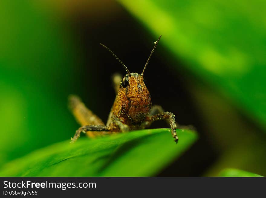 Brown Locust (Locustana Pardalina)