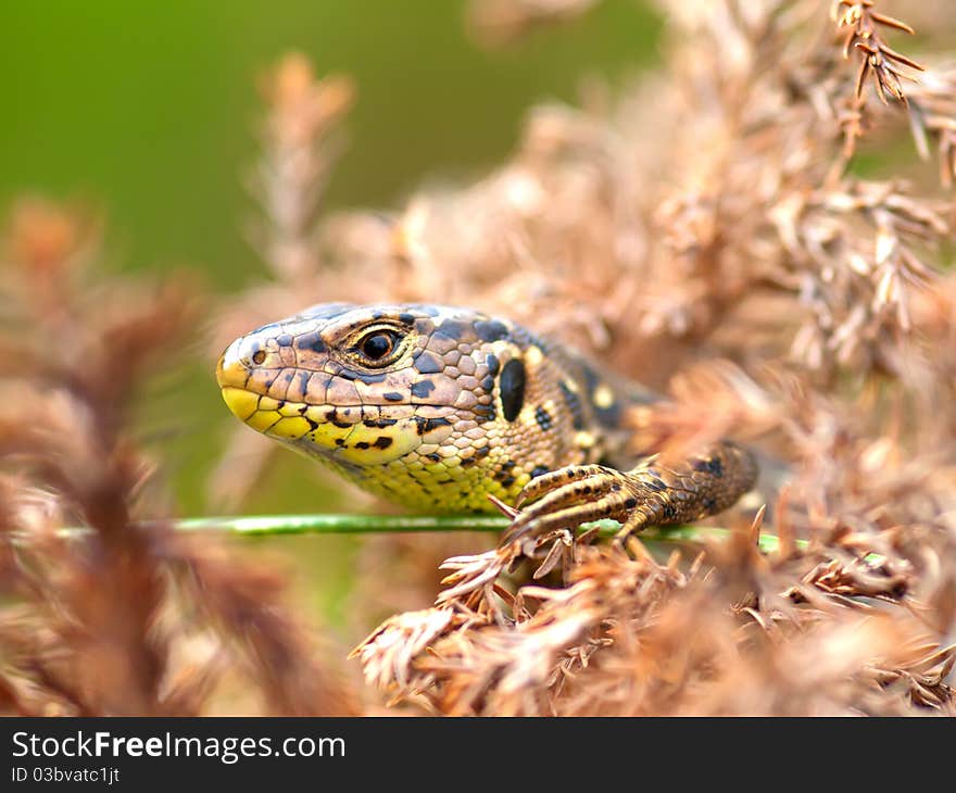 Sand Lizard