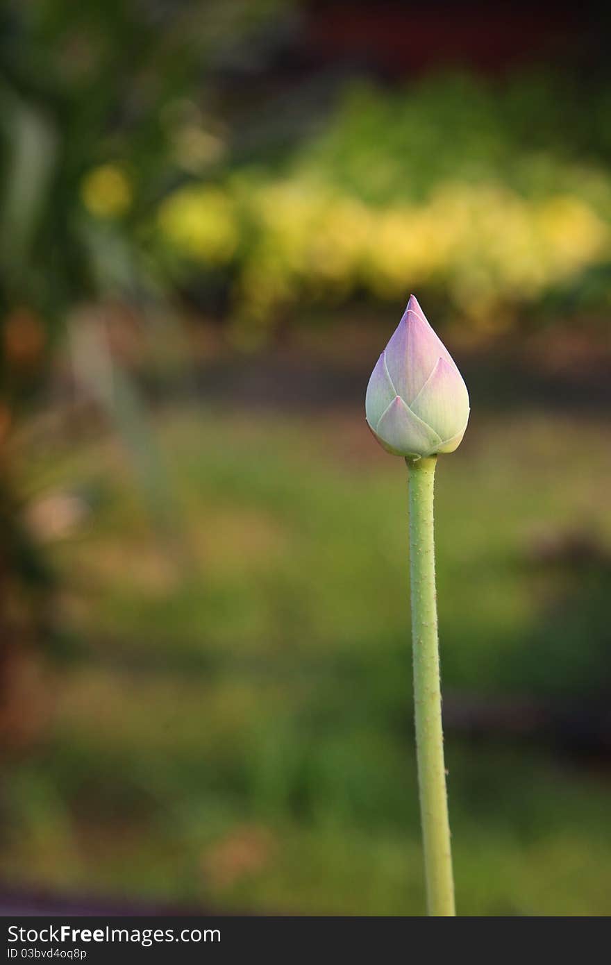 Soft pink Lotus