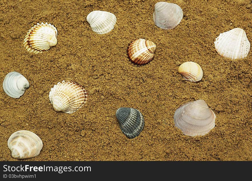 Sea shells on the sand, sunny summer day