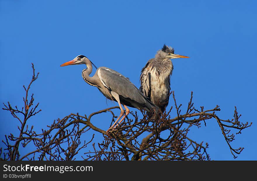 Grey Herons on the Top of a Tree