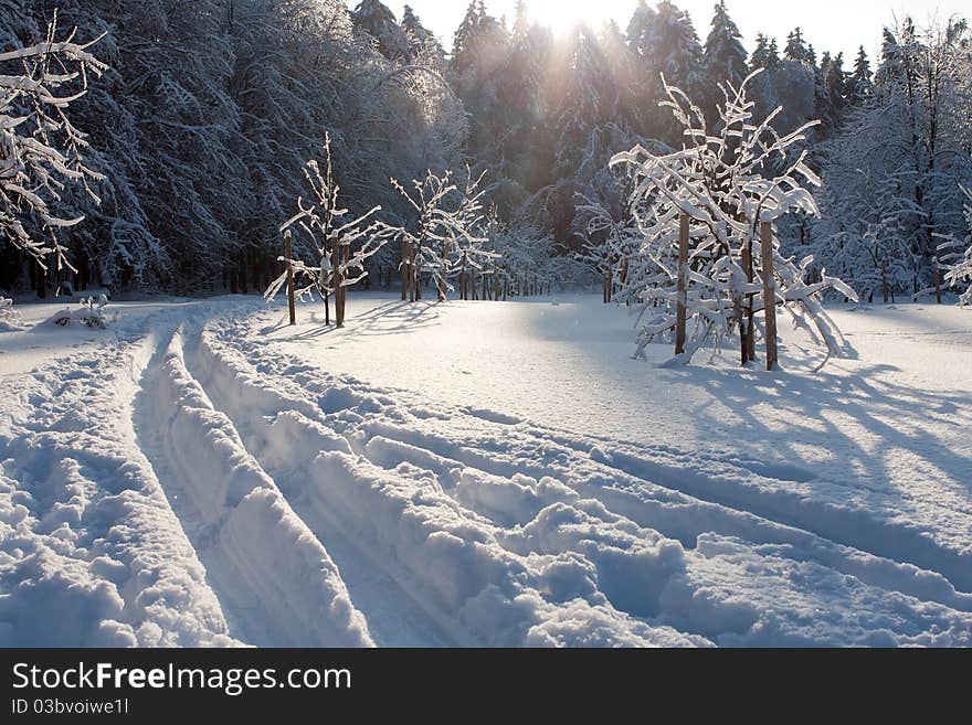 Ski Track And Winter Trees