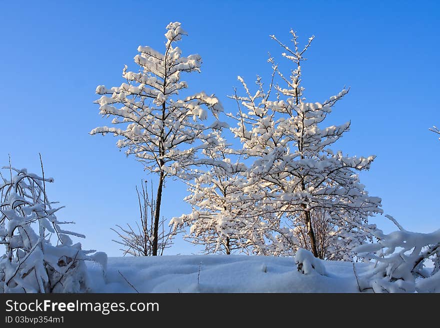 Winter tree in snow after the storm. Winter tree in snow after the storm