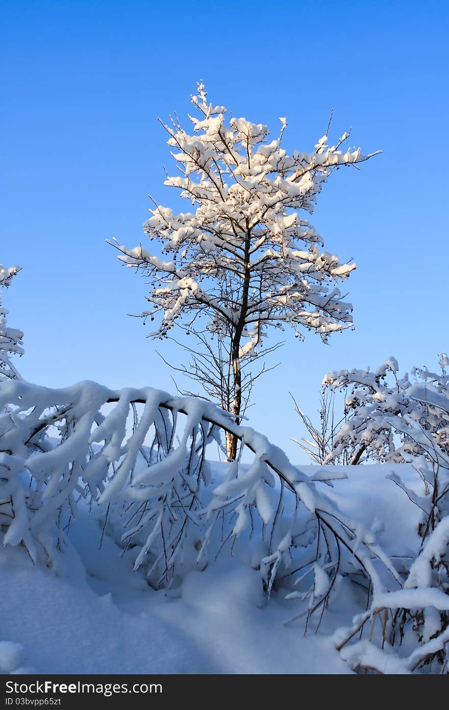 Winter Trees