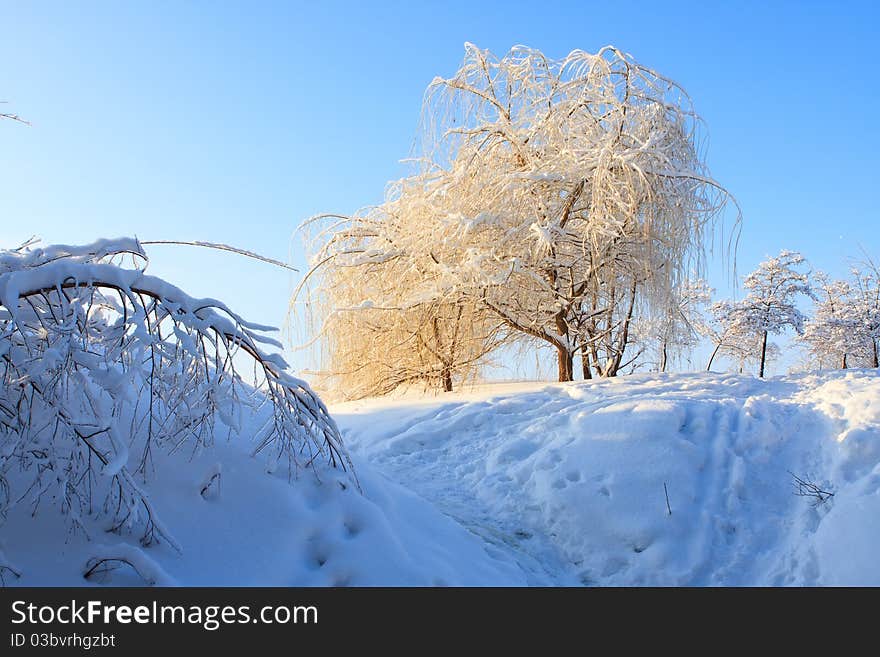 Winter tree in snow after the storm. Winter tree in snow after the storm