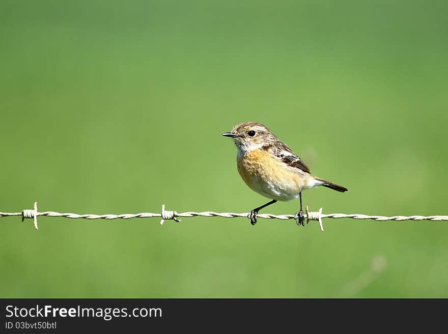 Red sparrow (female)