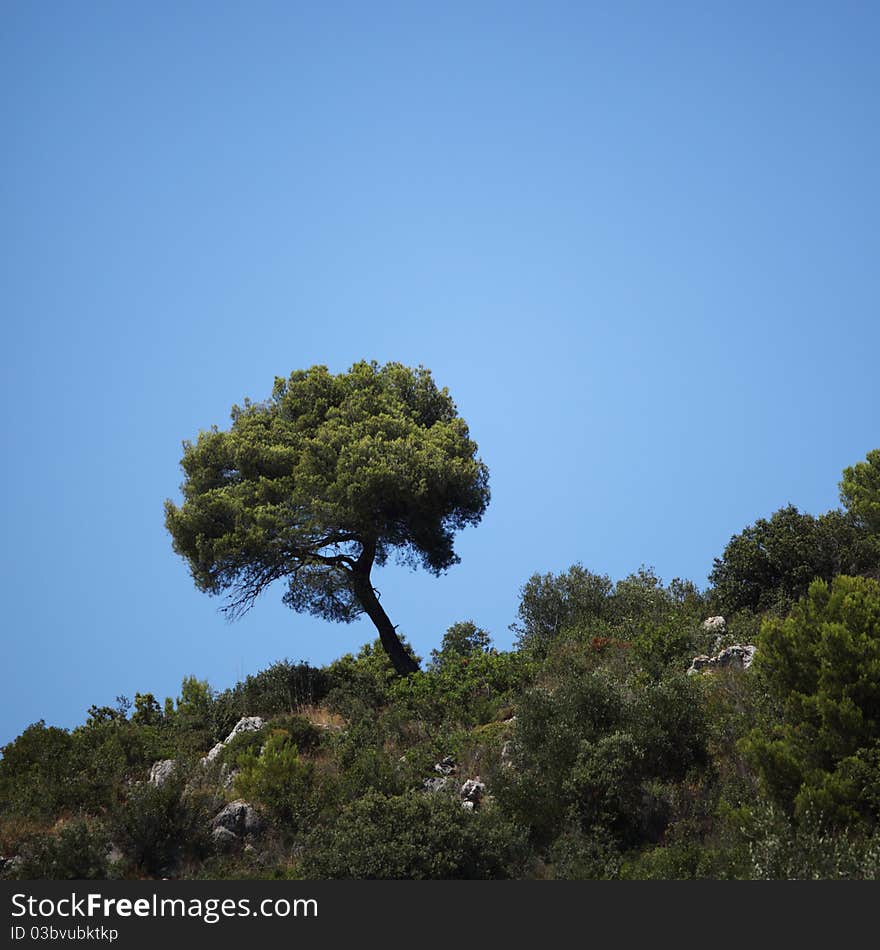 Outdoor green park trees in mountains