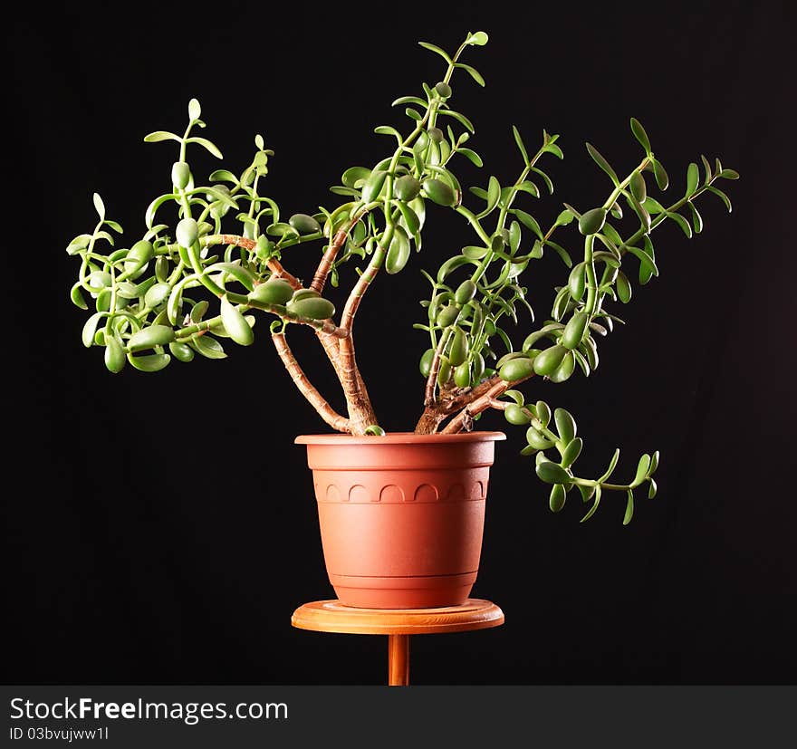 Crassula - Home Plant. Isolated