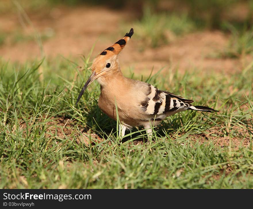 Hoopoe in the grass