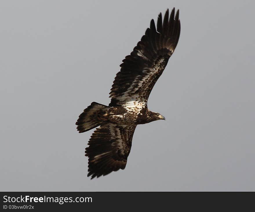 Young bald eagle in flight. Spread wings.