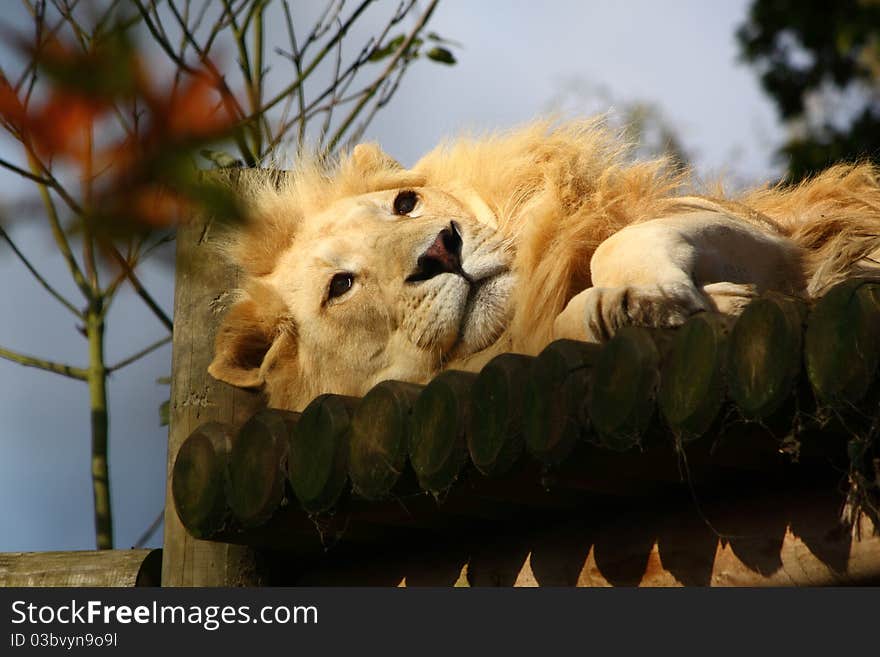 Lazy life for a zoo lion. Lazy life for a zoo lion