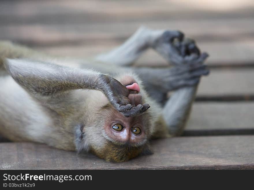 Monkey Tongue