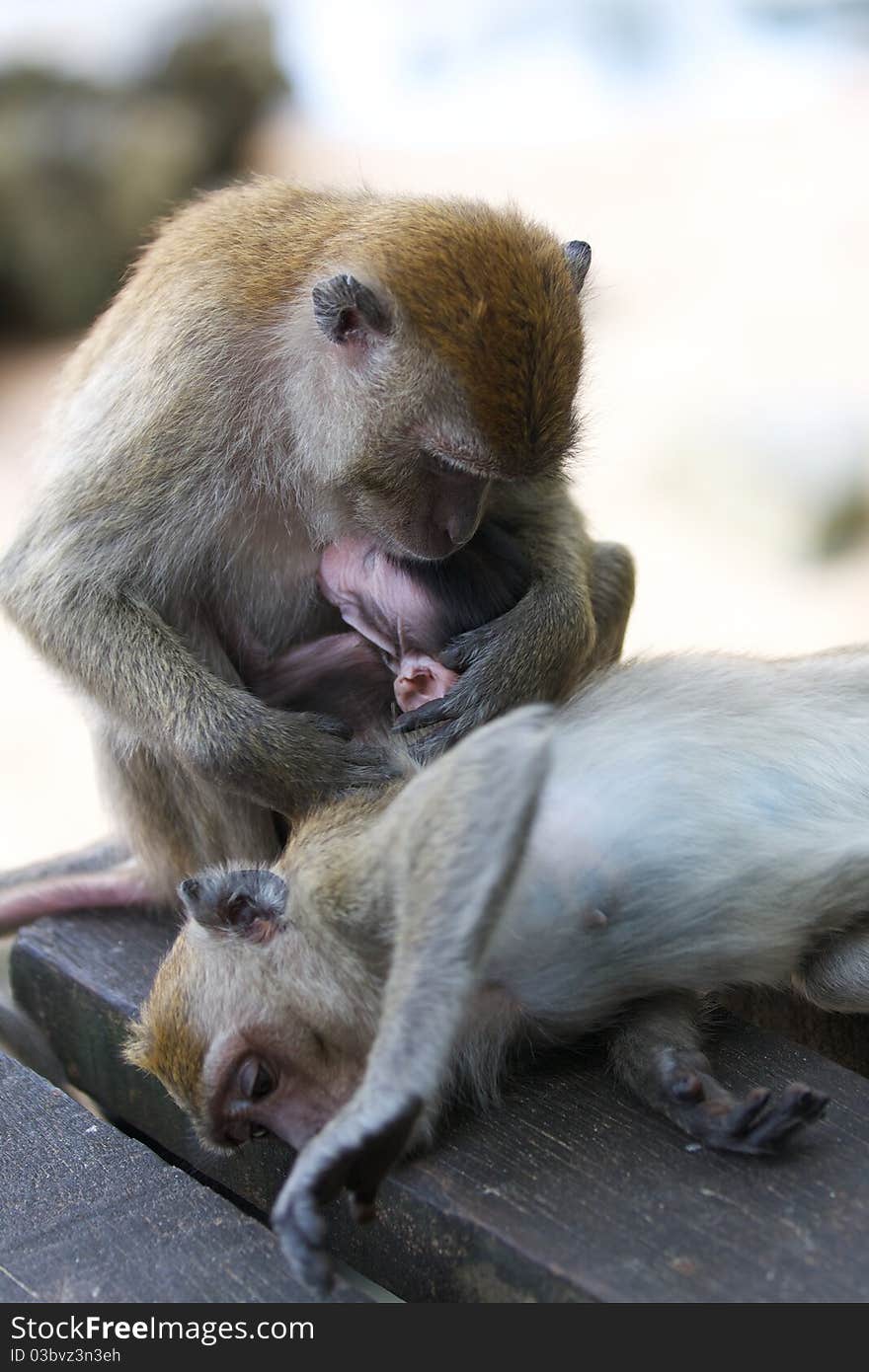 Family of monkeys, mother hugs her baby