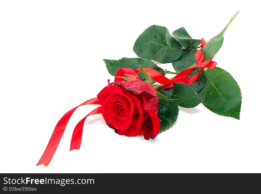 Red rose and flight isolated on a white background. Red rose and flight isolated on a white background