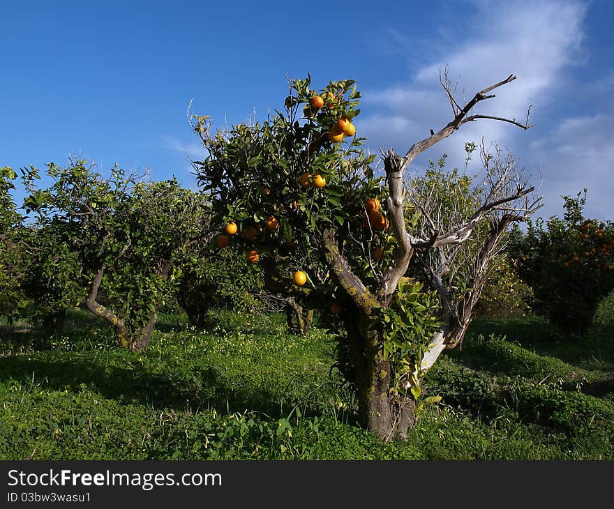 Old Spanish garden whit orange tree. Old Spanish garden whit orange tree