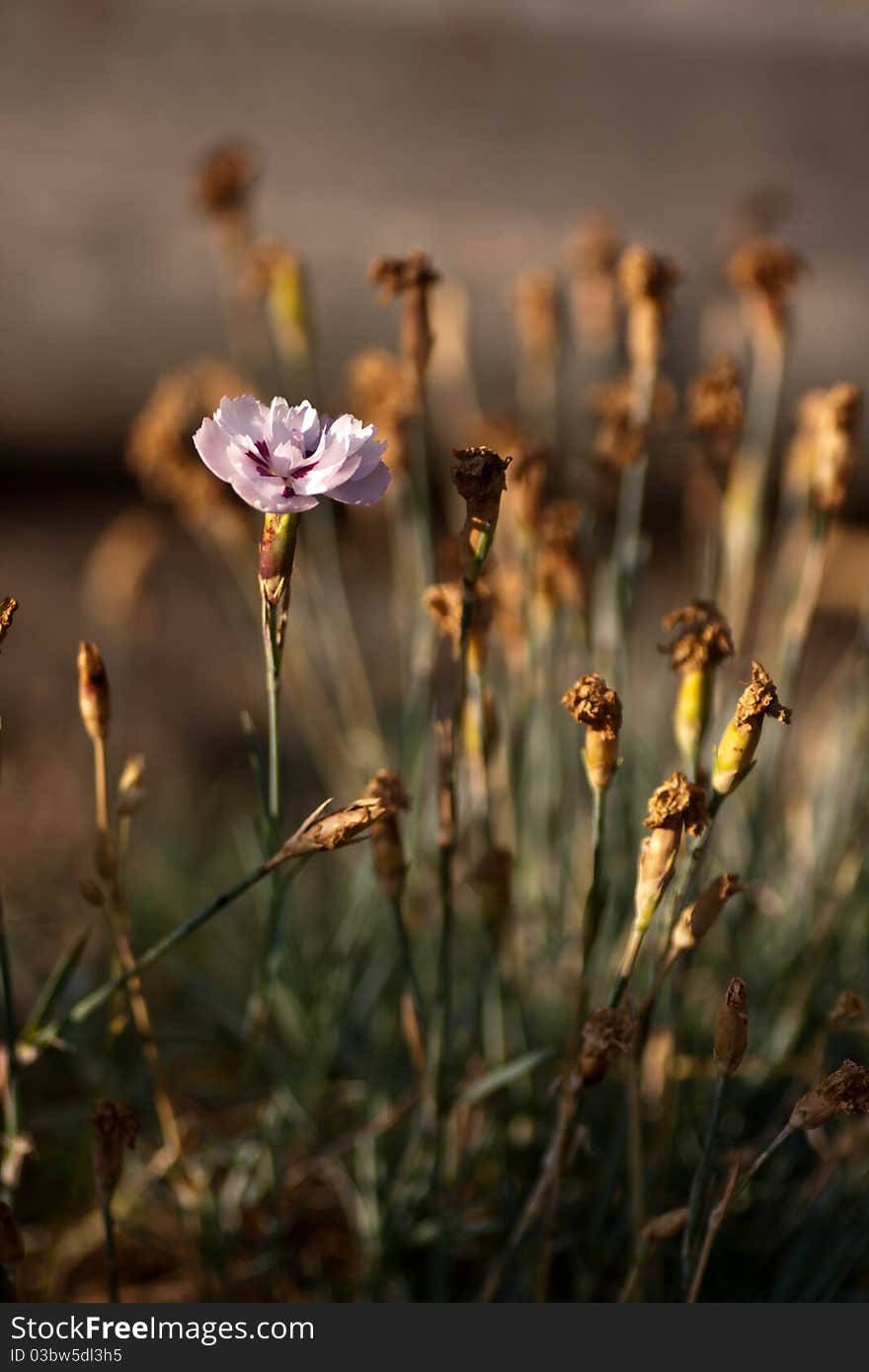 Close-up of the pink carnation