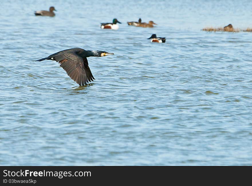 Great Cormorant flying over the water