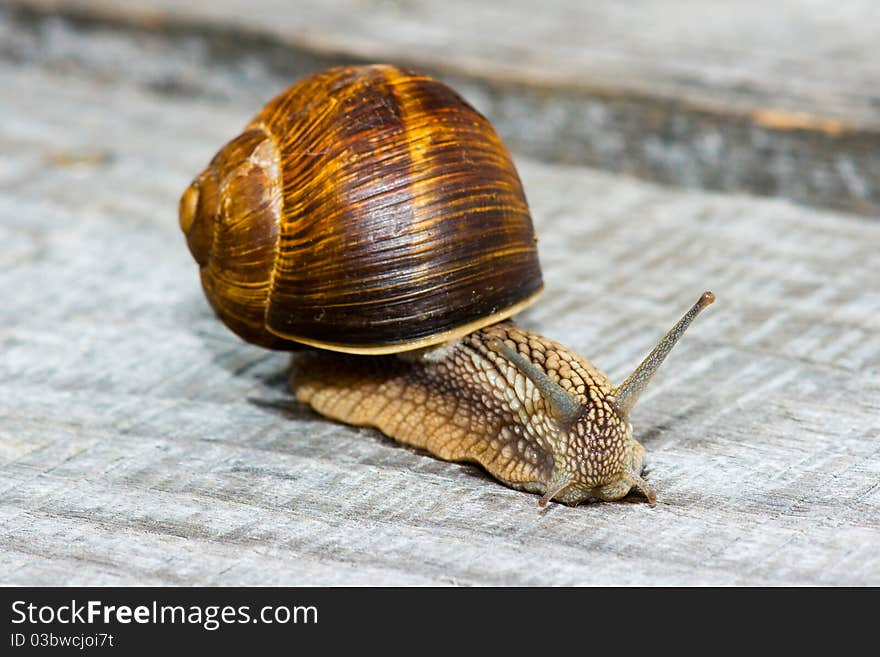 Garden snail with pretty brown shell