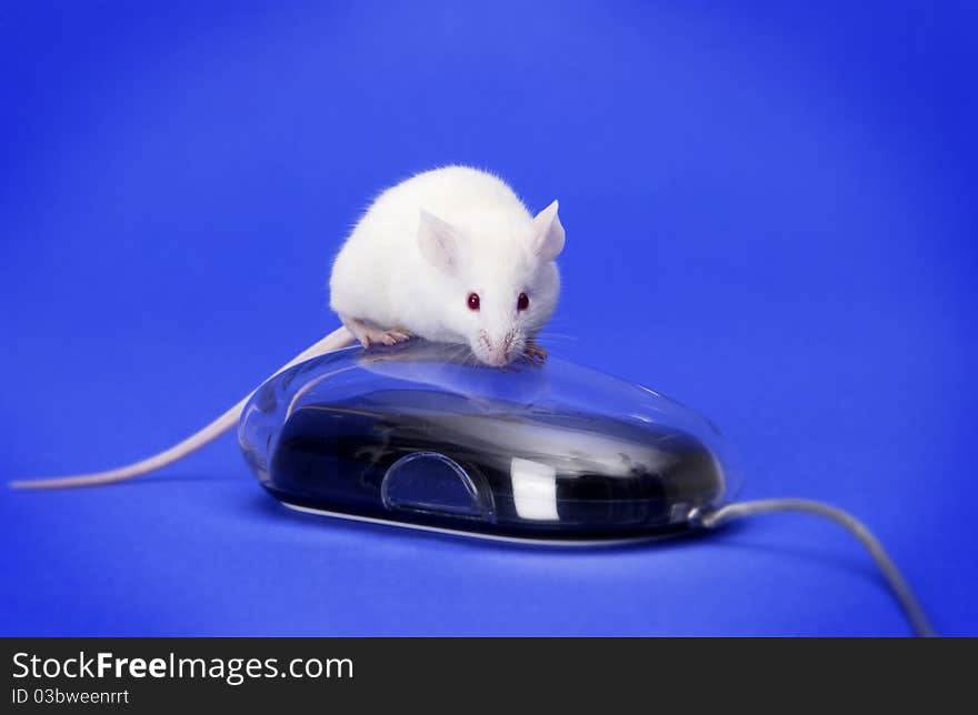 White mouse on a computer mouse against blue background