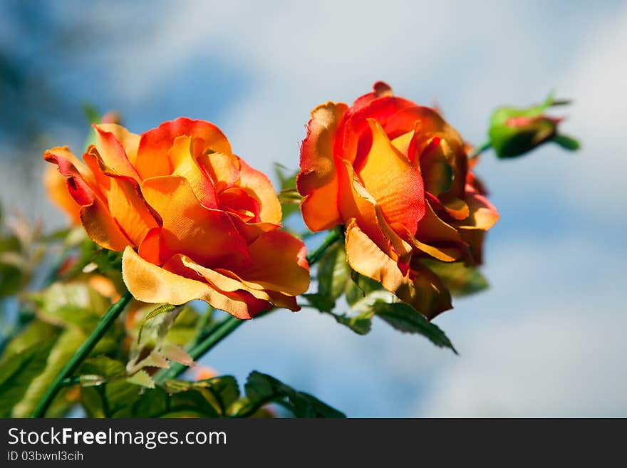 Blossoms of a spring rose in the evening light