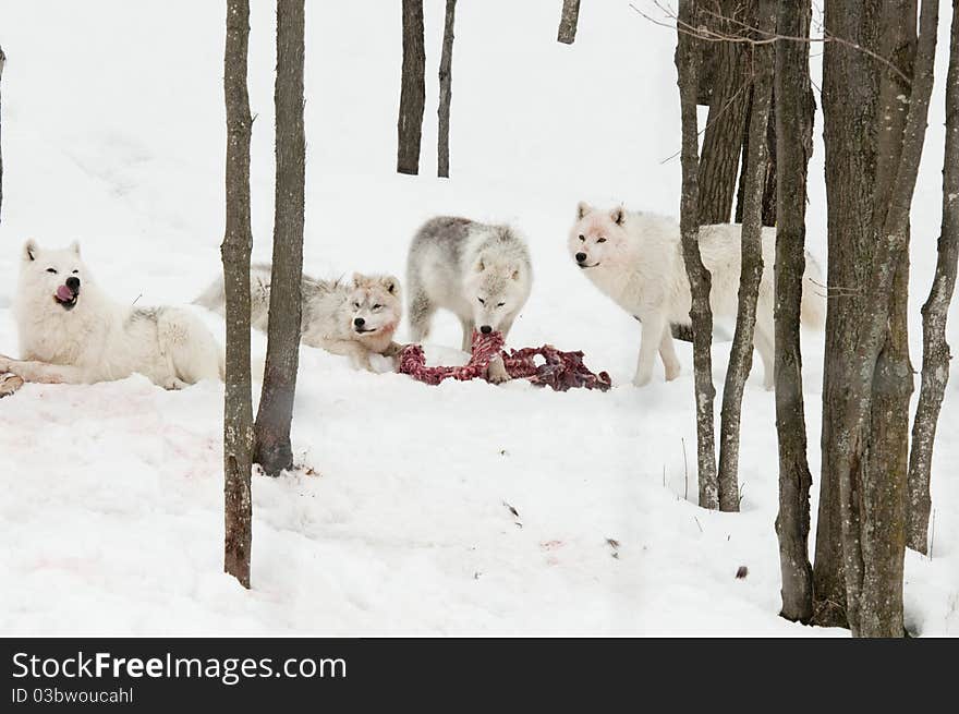 Wolf prey being eaten in the snow. Wolf prey being eaten in the snow