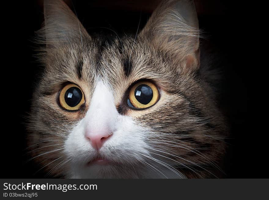 A close head shot portrait of a Maine Coon Cat