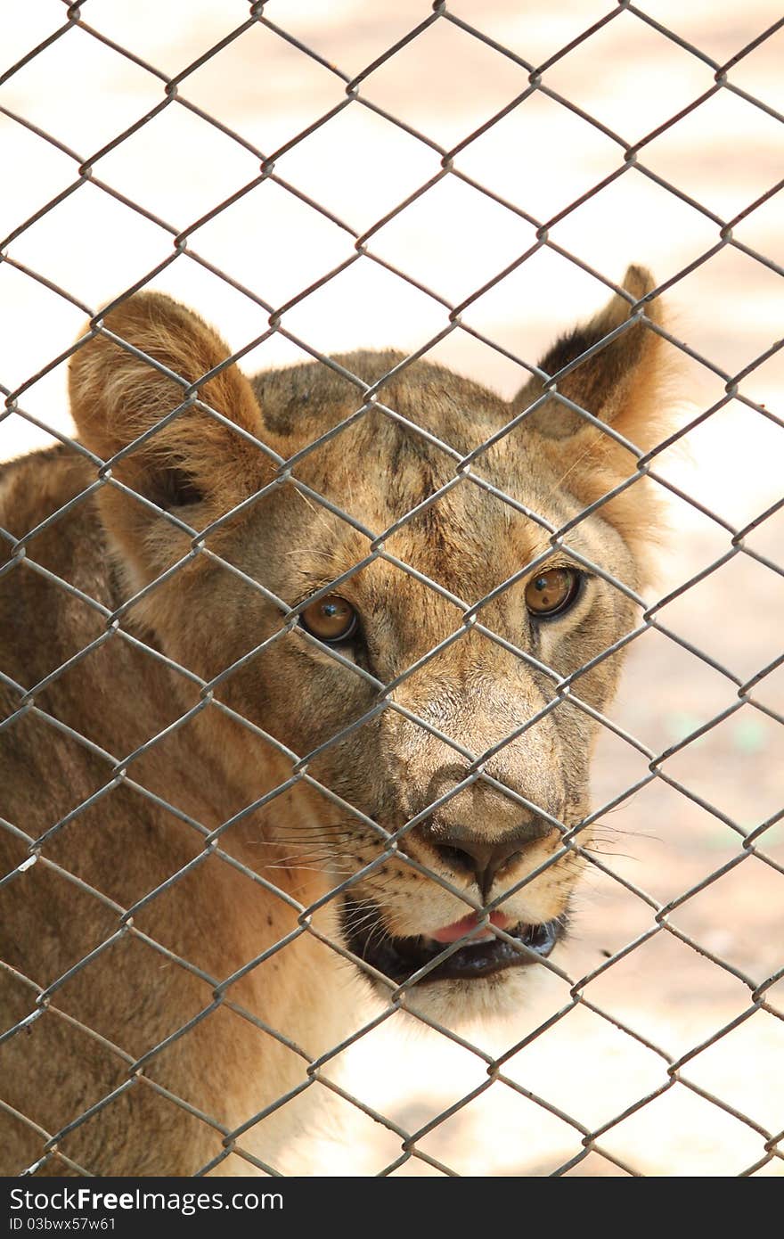 This image was taken at zoo in Thailand. This lion look very sad that has been trapped in a cage.It is the spirit in nature but in human society is just an animal trapped in a cage only. This image was taken at zoo in Thailand. This lion look very sad that has been trapped in a cage.It is the spirit in nature but in human society is just an animal trapped in a cage only.