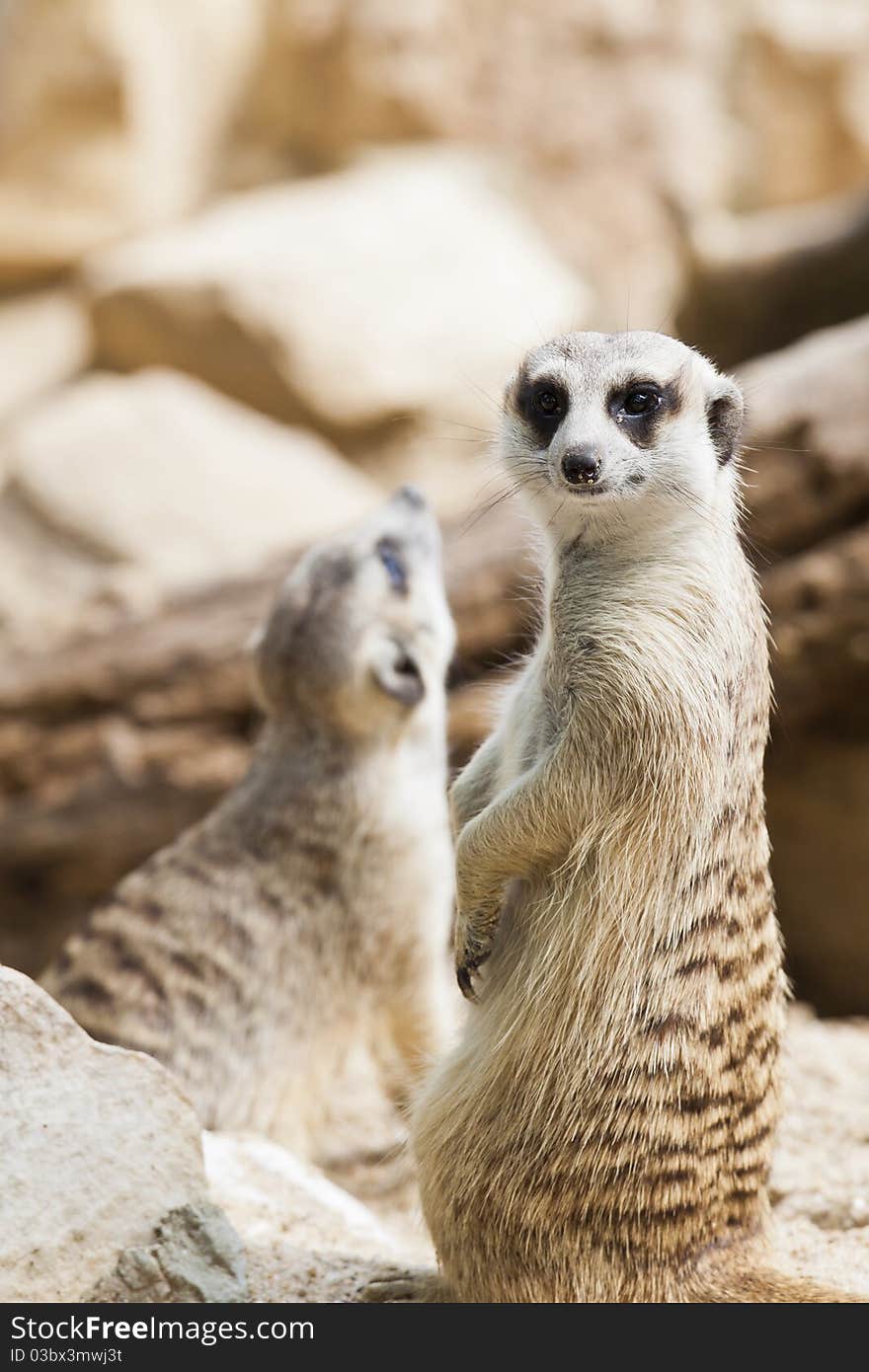 Meerkat standing with tail