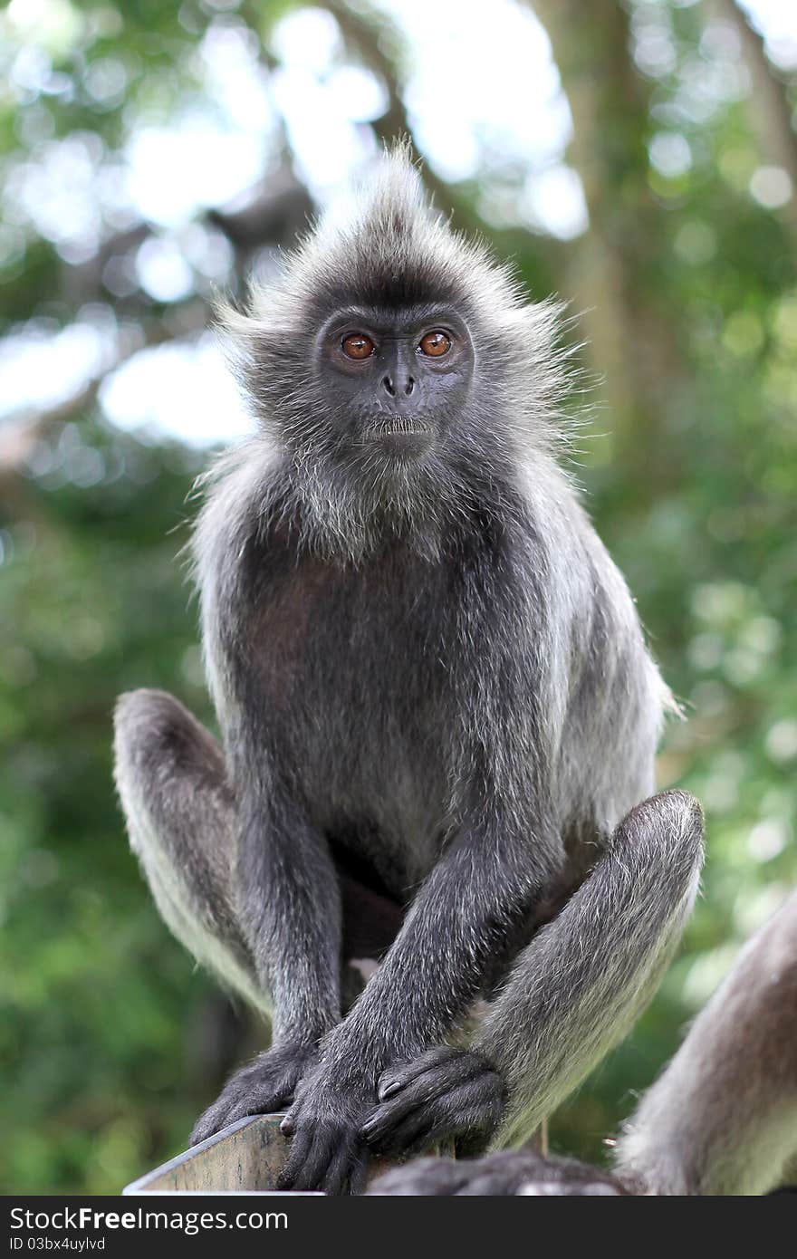 Portrait of the monkey