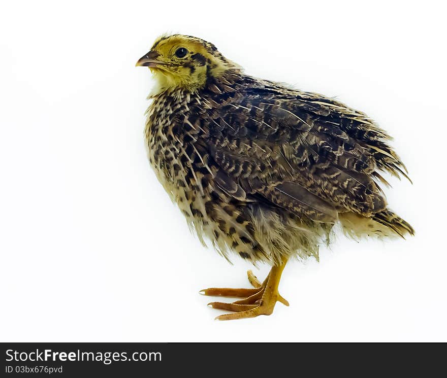 This shot of nestling quail was taken on a white background. This shot of nestling quail was taken on a white background