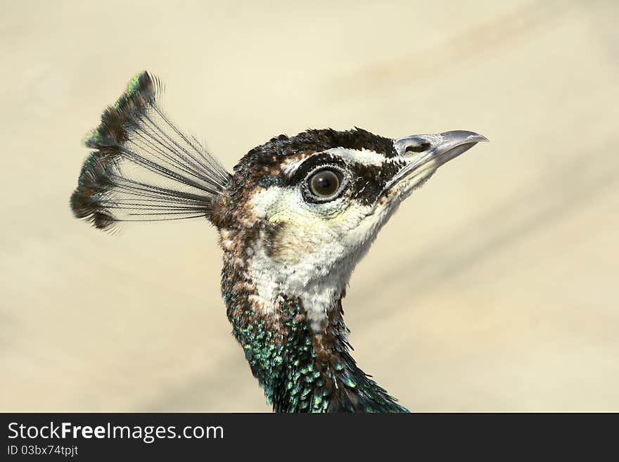 The head close-up of peafowl