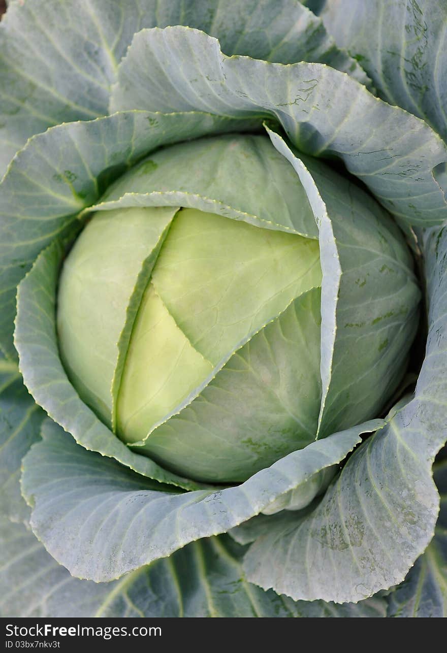 Head of cabbage by closeup. Head of cabbage by closeup.