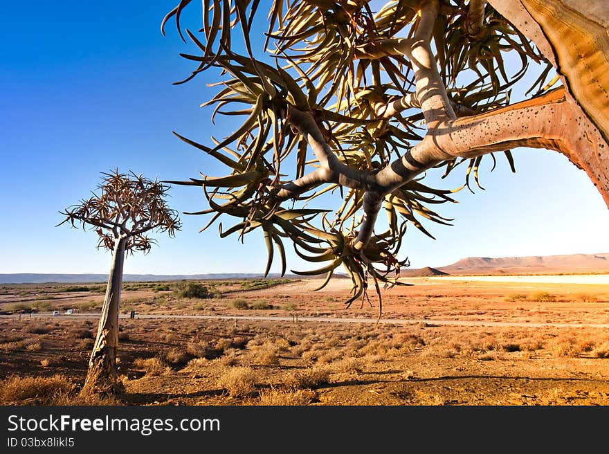 Quiver trees at Niewoudtville, South Africa, the most southern concentration of these unique trees