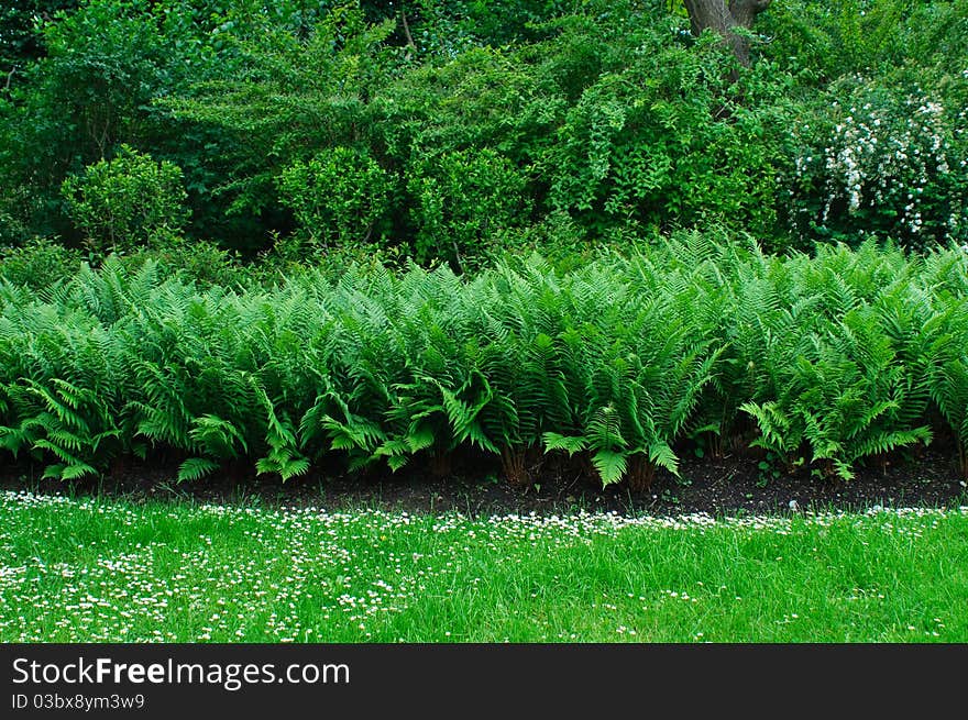 Ferns in a park