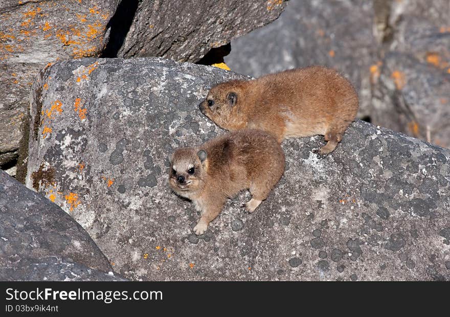 Two baby rock hyrax on table mountain in south africa