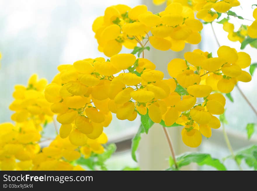 Calceolaria In A Greenhouse