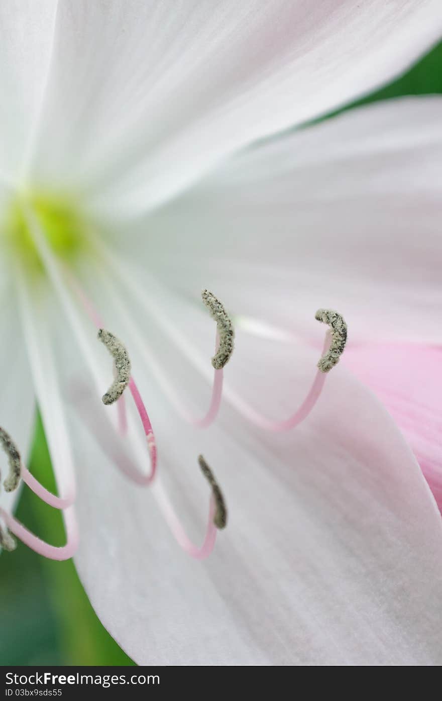 White lillium