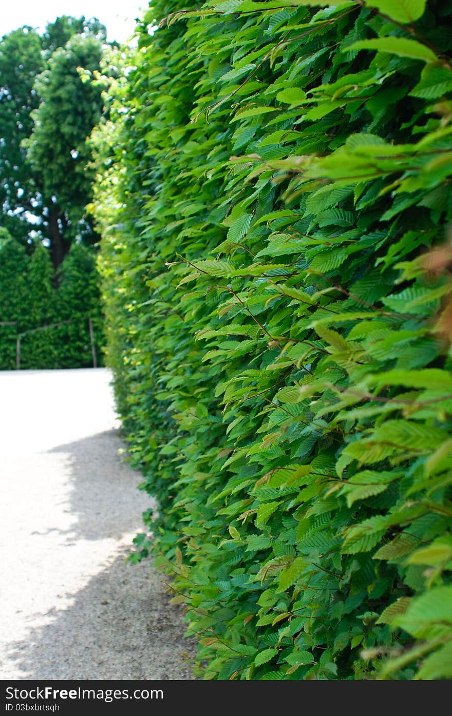 High green vegetative fence