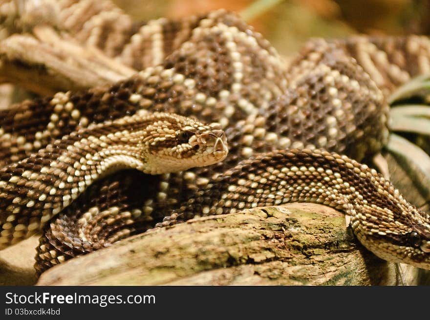 Couple Of Snakes At The Zoo