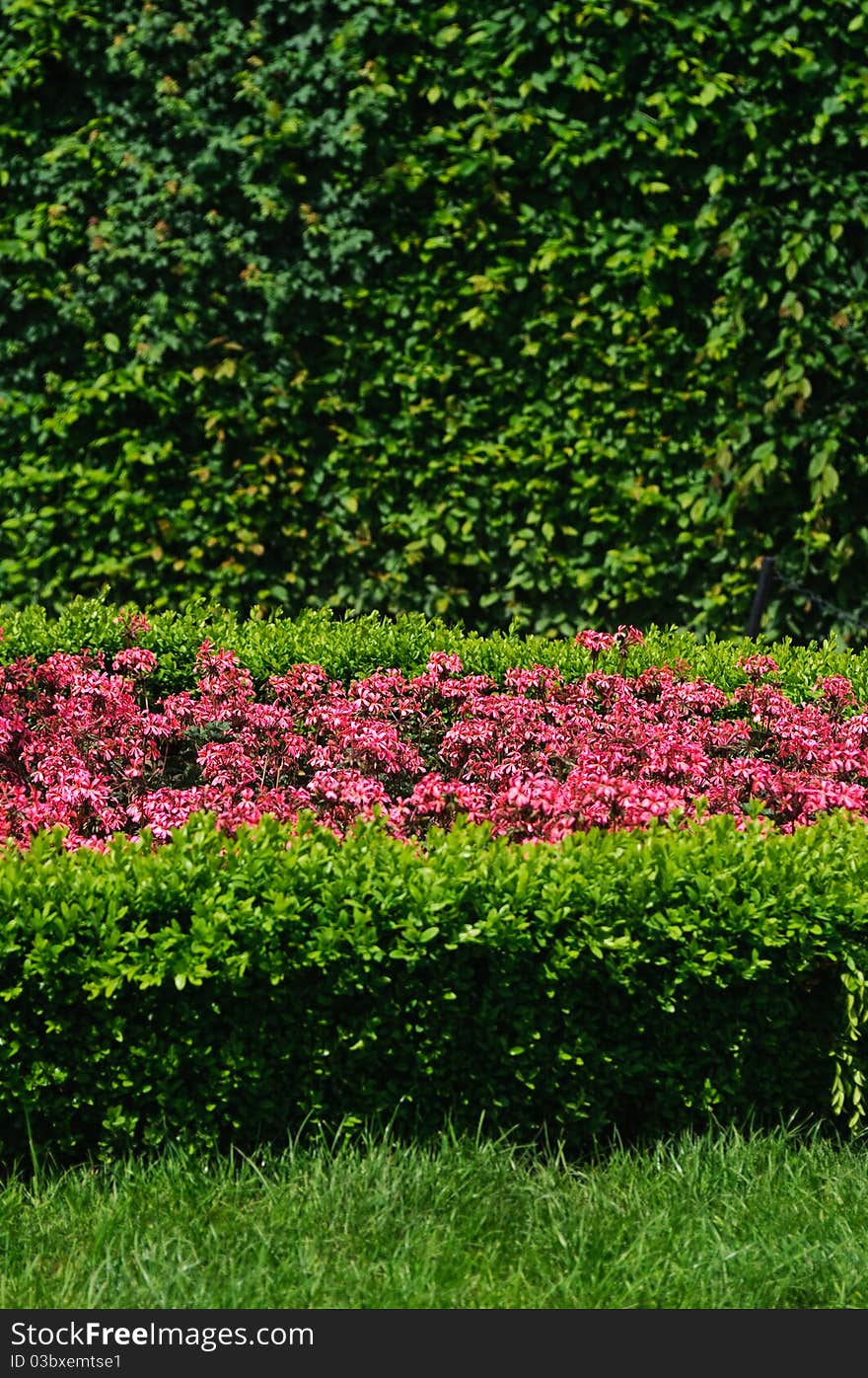 Evergreen topiary and Geranium flower bed in a park. Evergreen topiary and Geranium flower bed in a park