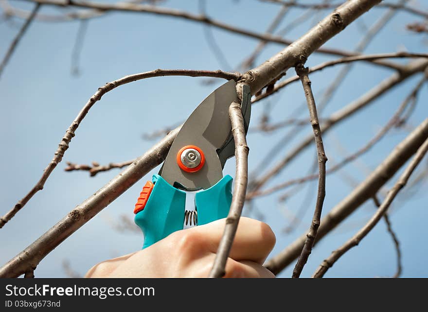 Cutting tree with a pruning shears