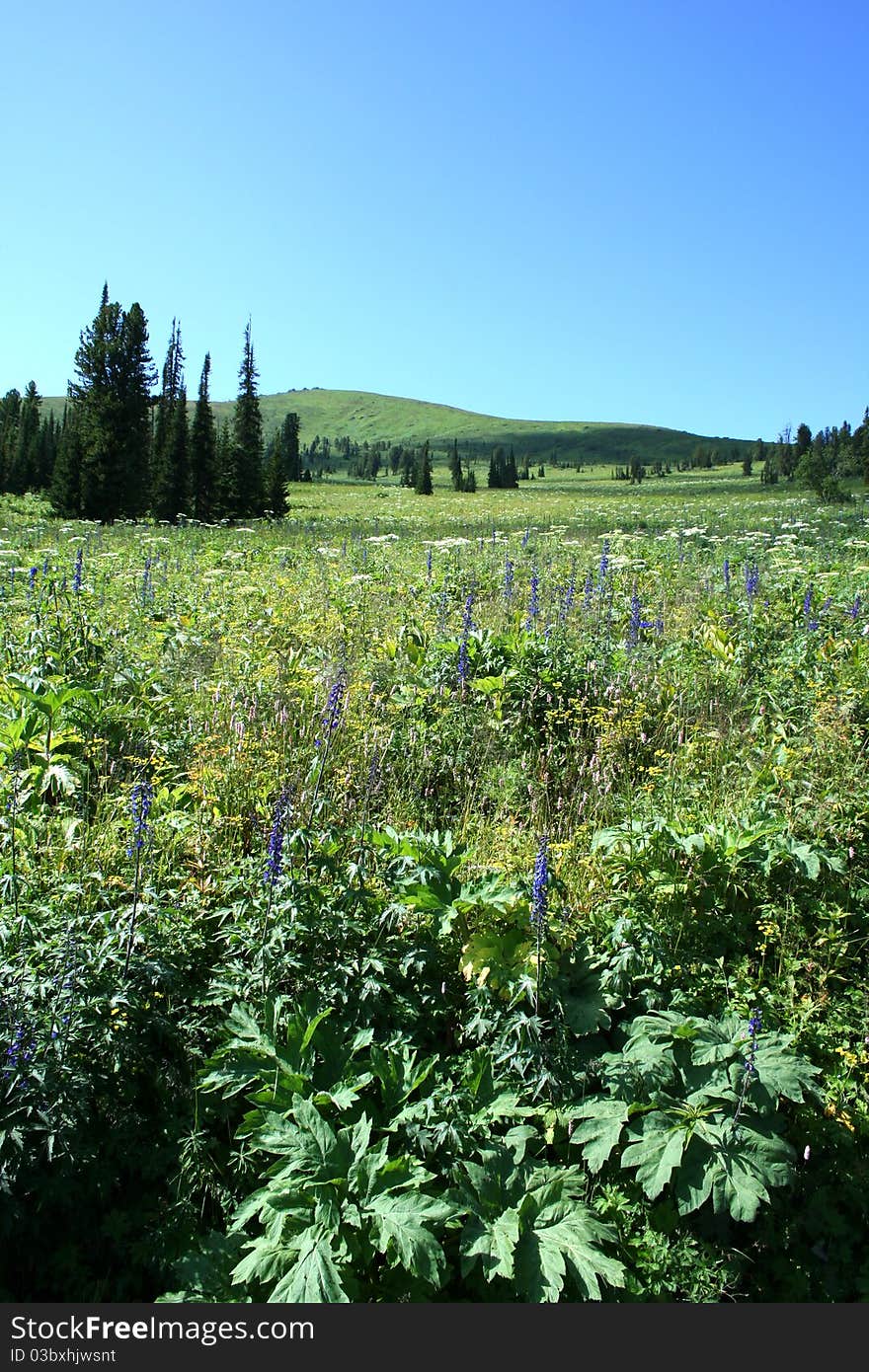 Sunny meadow with flowers in summer in the mountains