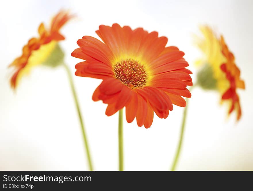 Flower background. Three gerberas on the white background. Flower background. Three gerberas on the white background