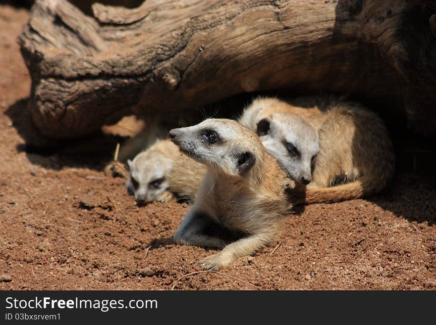 This is a picture of a meercat mom with her kids under a tree stump. This is a picture of a meercat mom with her kids under a tree stump