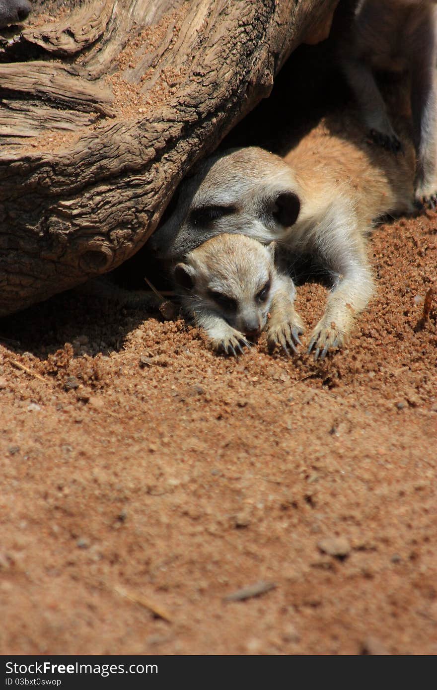 This is a picture of a meercat mom with her baby under a tree stump. This is a picture of a meercat mom with her baby under a tree stump