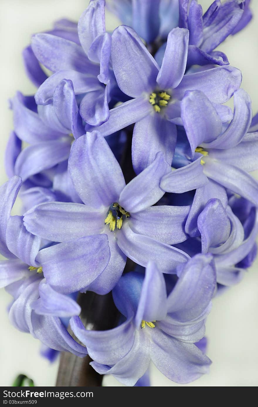 Blue Hyacinthus orientalis, Common Hyacinth