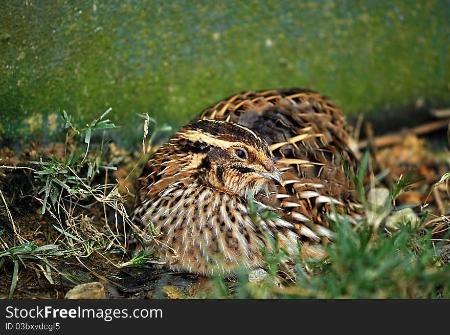 Tiny nesting Quail bird resting behind a hedge. Tiny nesting Quail bird resting behind a hedge.